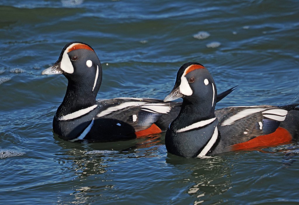 Harlequin Duck