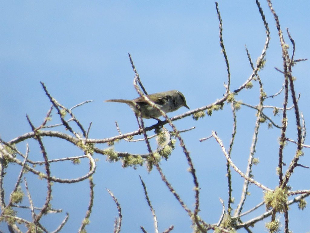 Japanese Bush Warbler