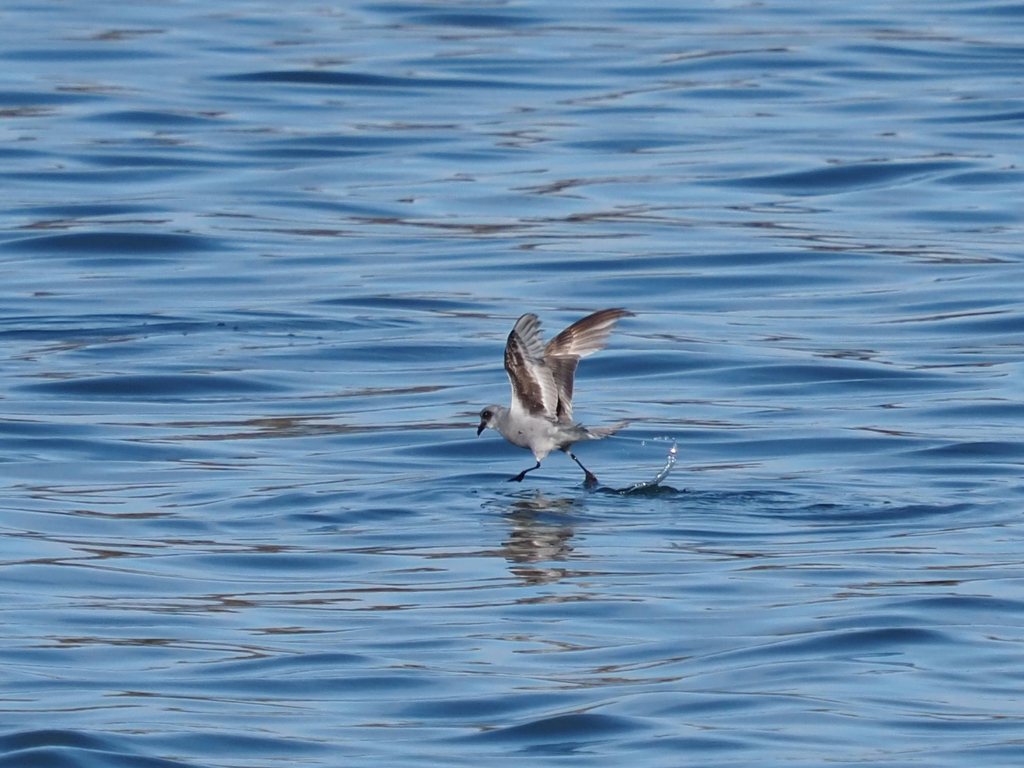 Fork-tailed Storm Petrel