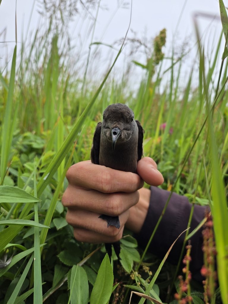 Leach's Storm Petrel