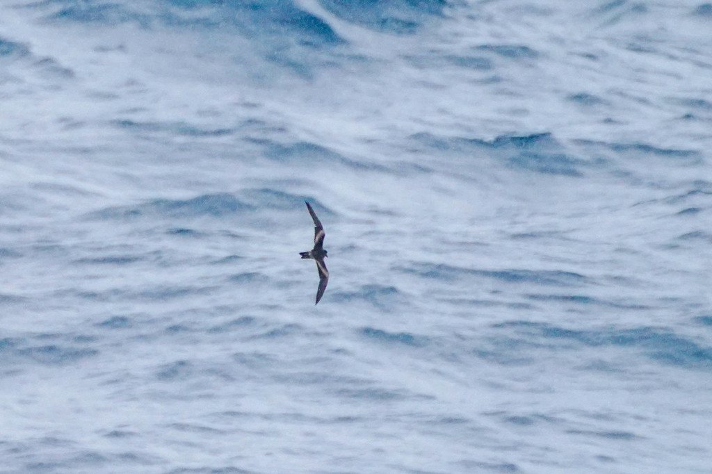 Tristram's Storm Petrel