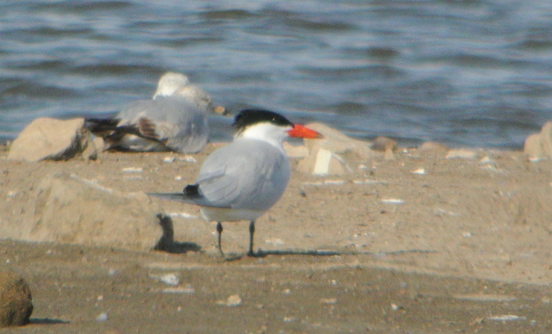 Caspian Tern