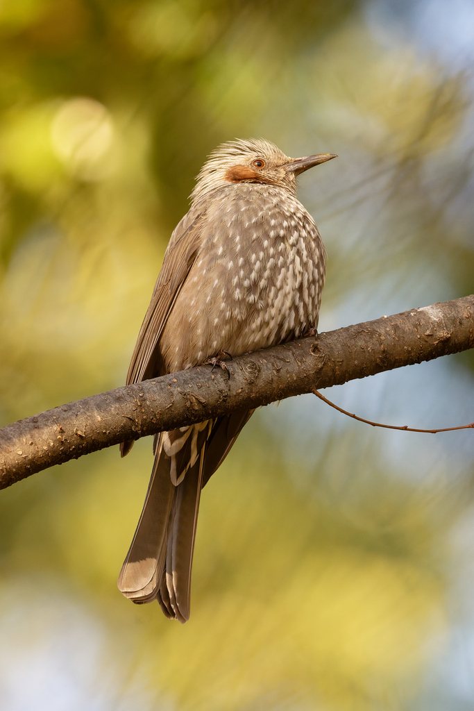 Brown-eared Bulbul