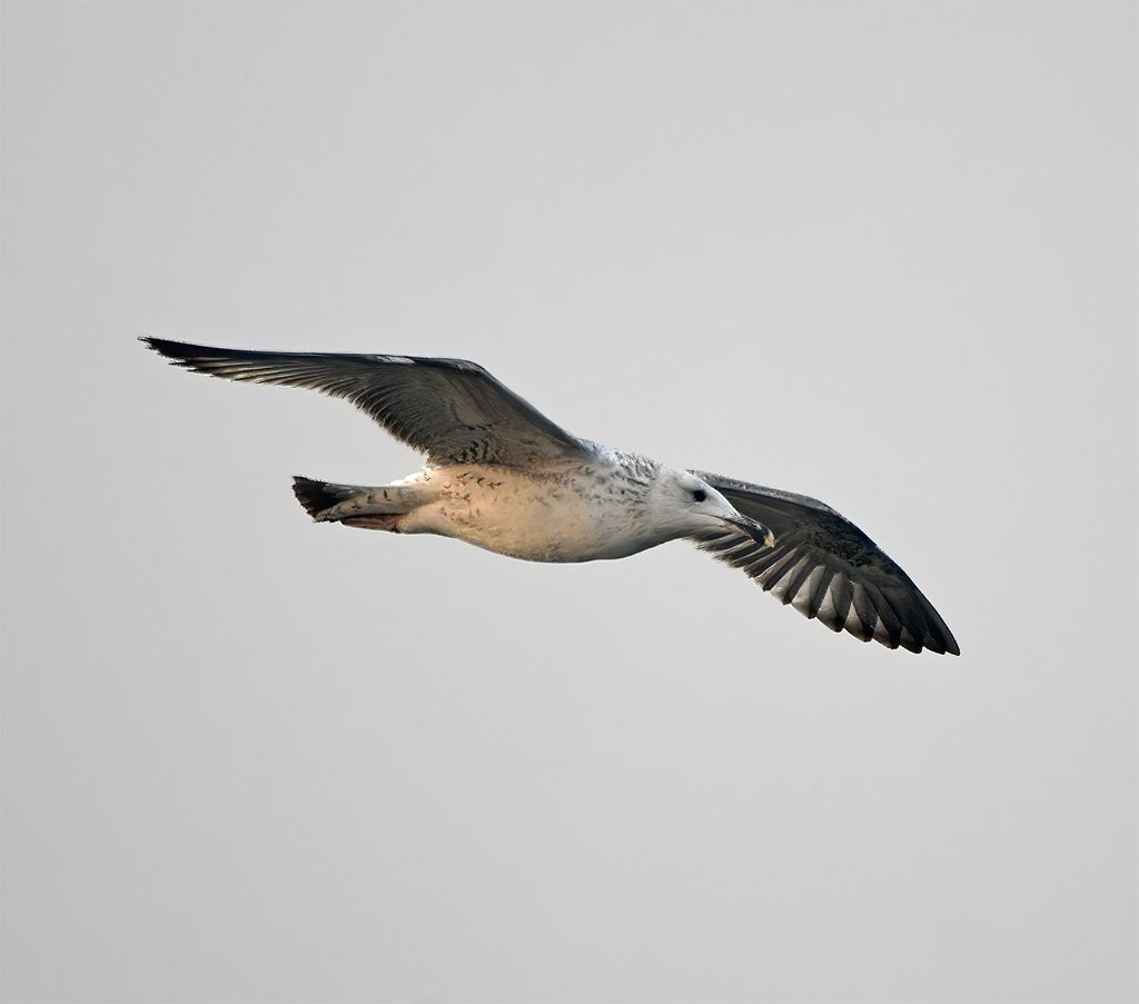 Pallas's Gull