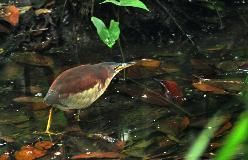 Schrenck's Bittern