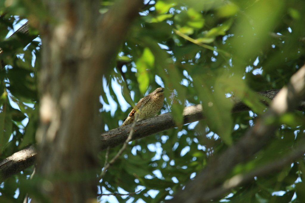 Eurasian Wryneck