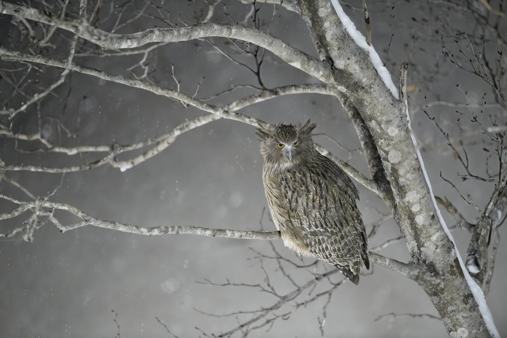 Blakiston's Fish Owl