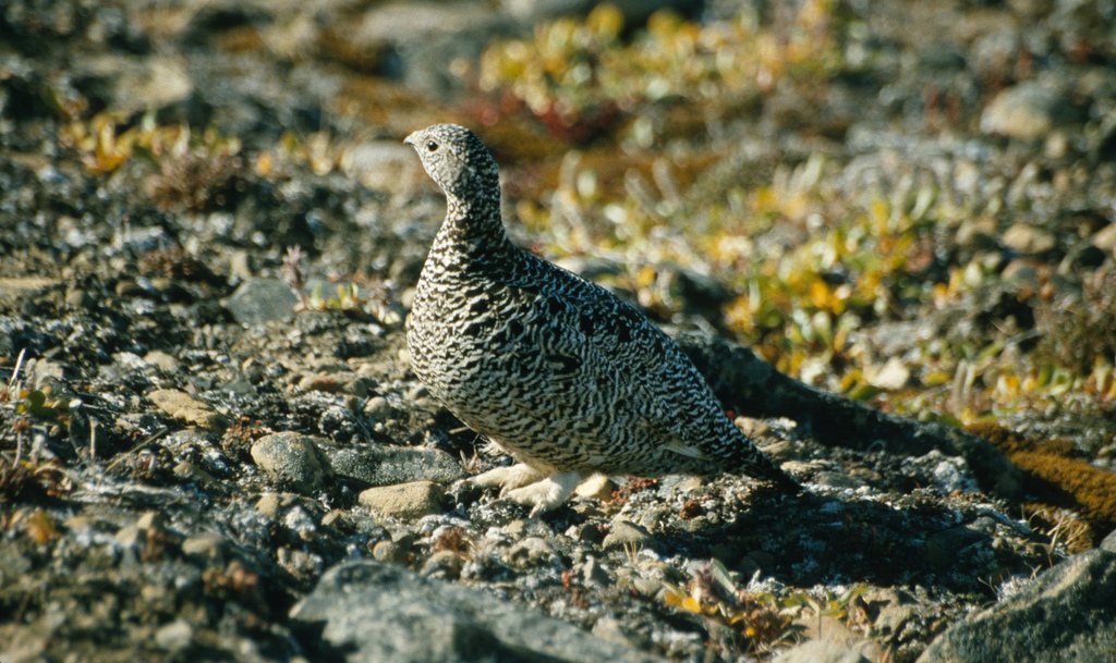 Rock Ptarmigan