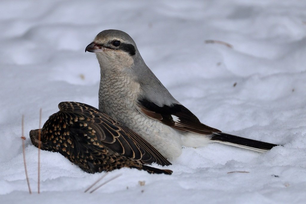 Northern Shrike