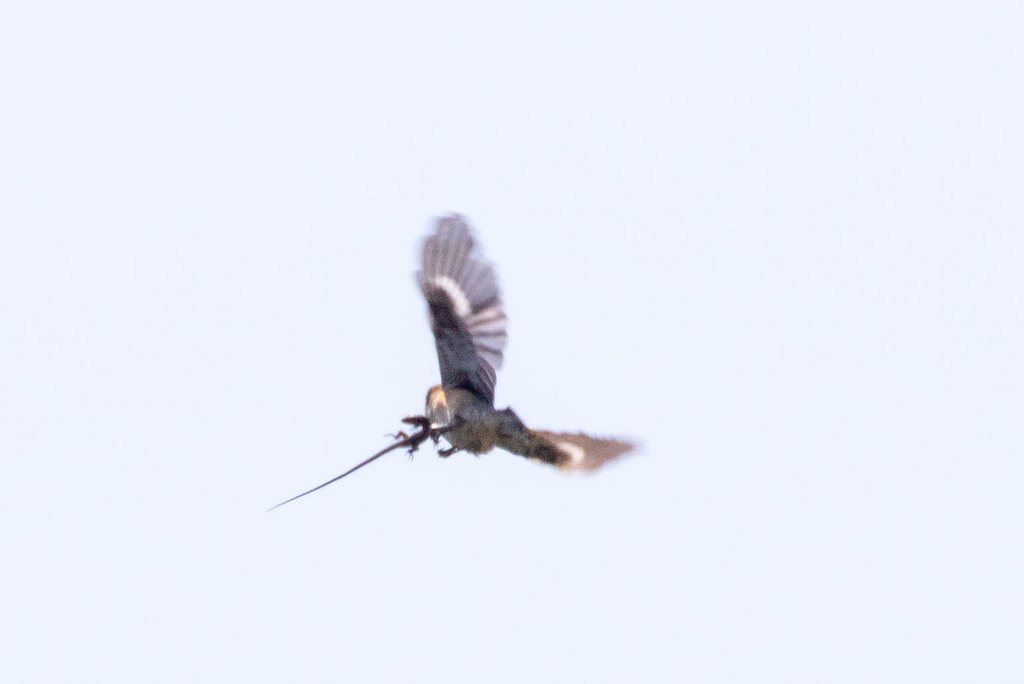 Bull-headed Shrike