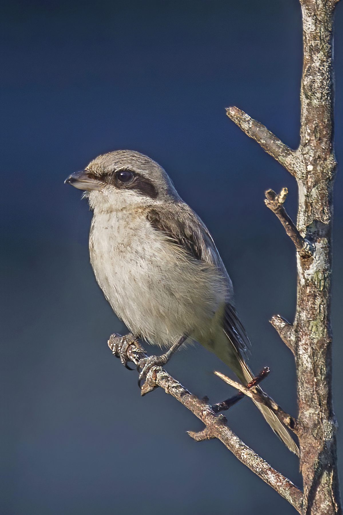Brown Shrike