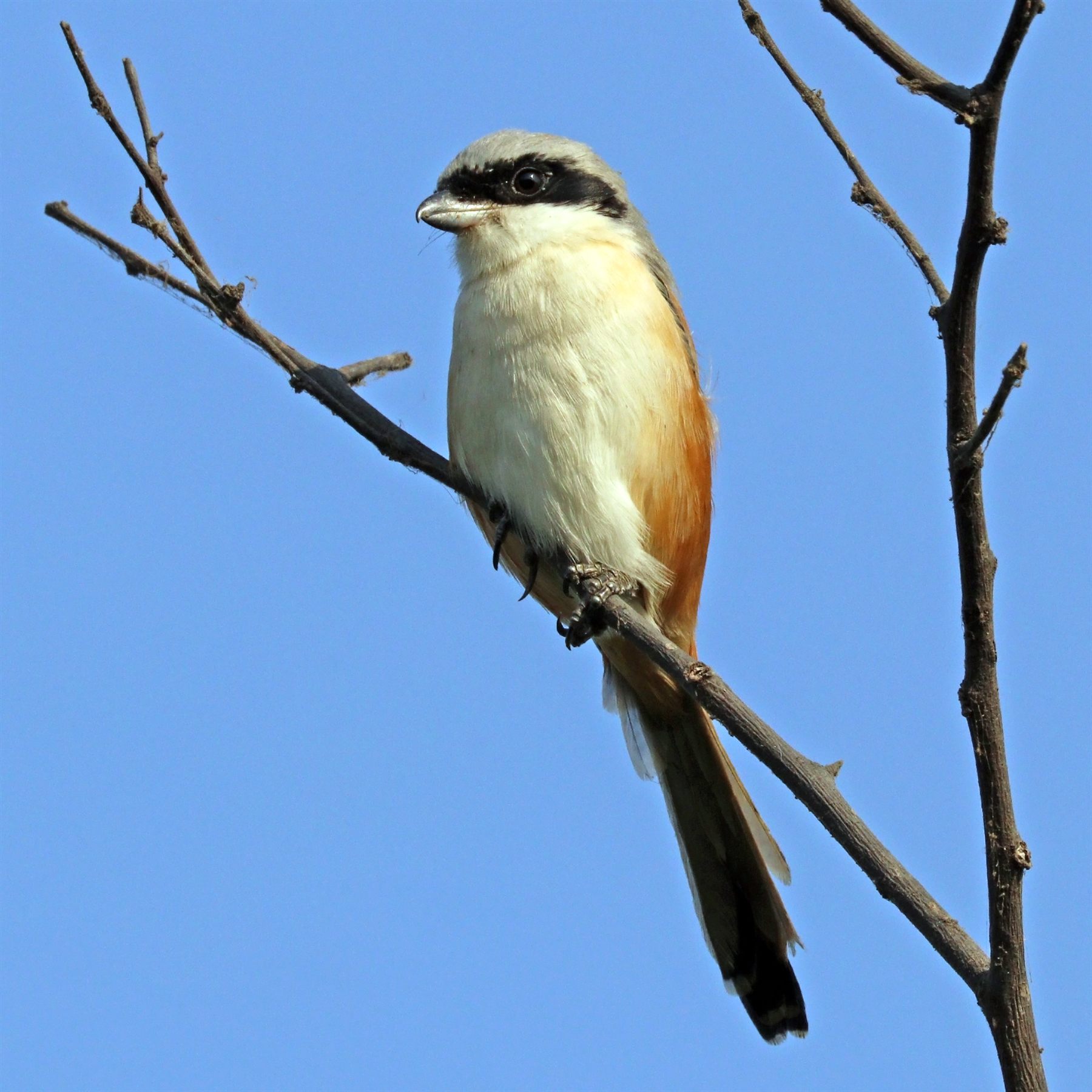 Long-tailed Shrike