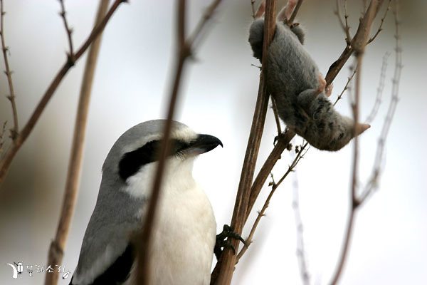Chinese Grey Shrike