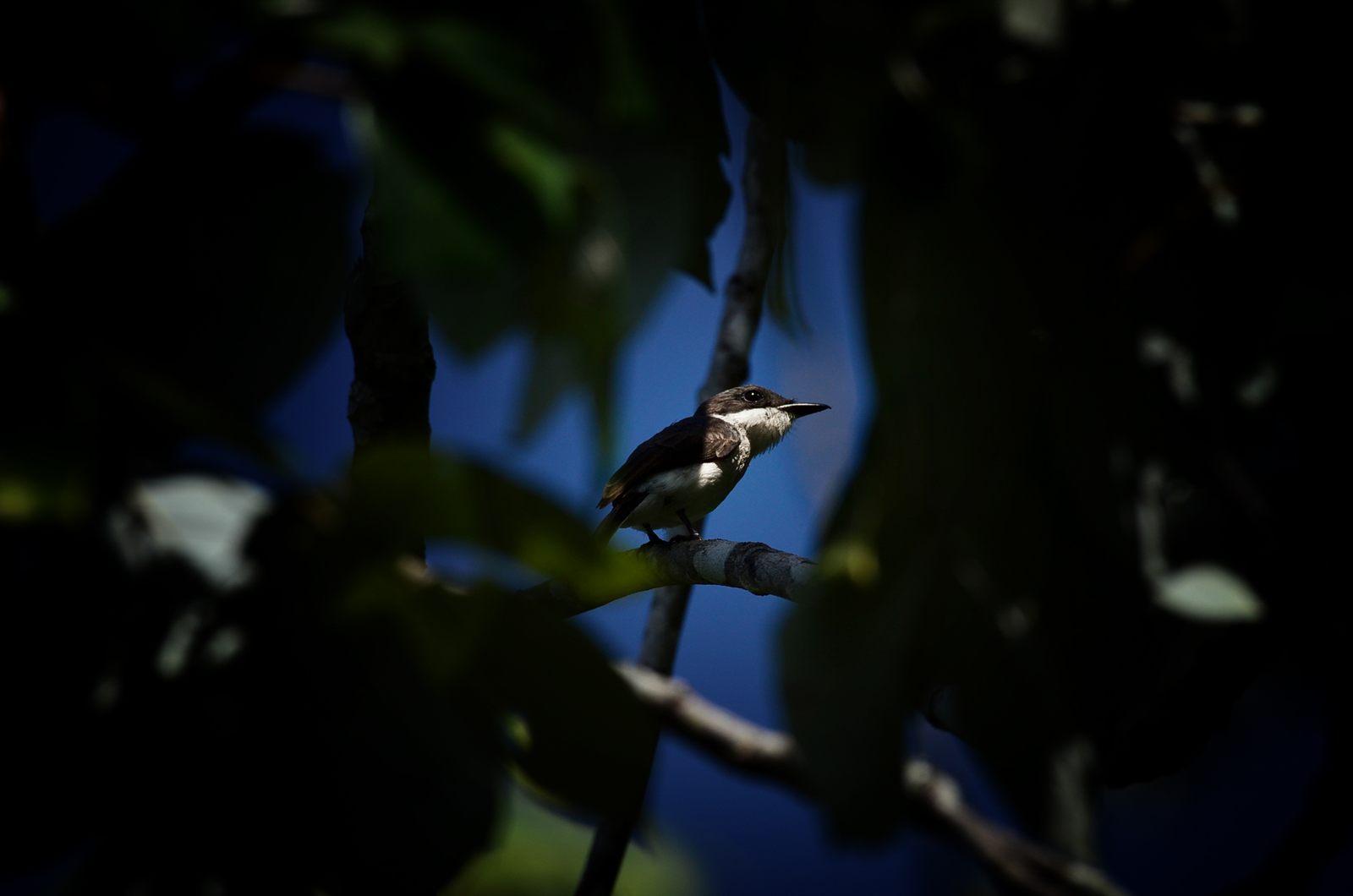 Tiger Shrike