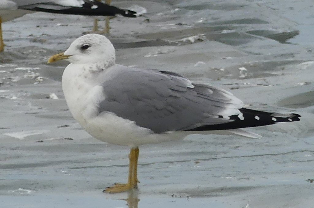 Common Gull