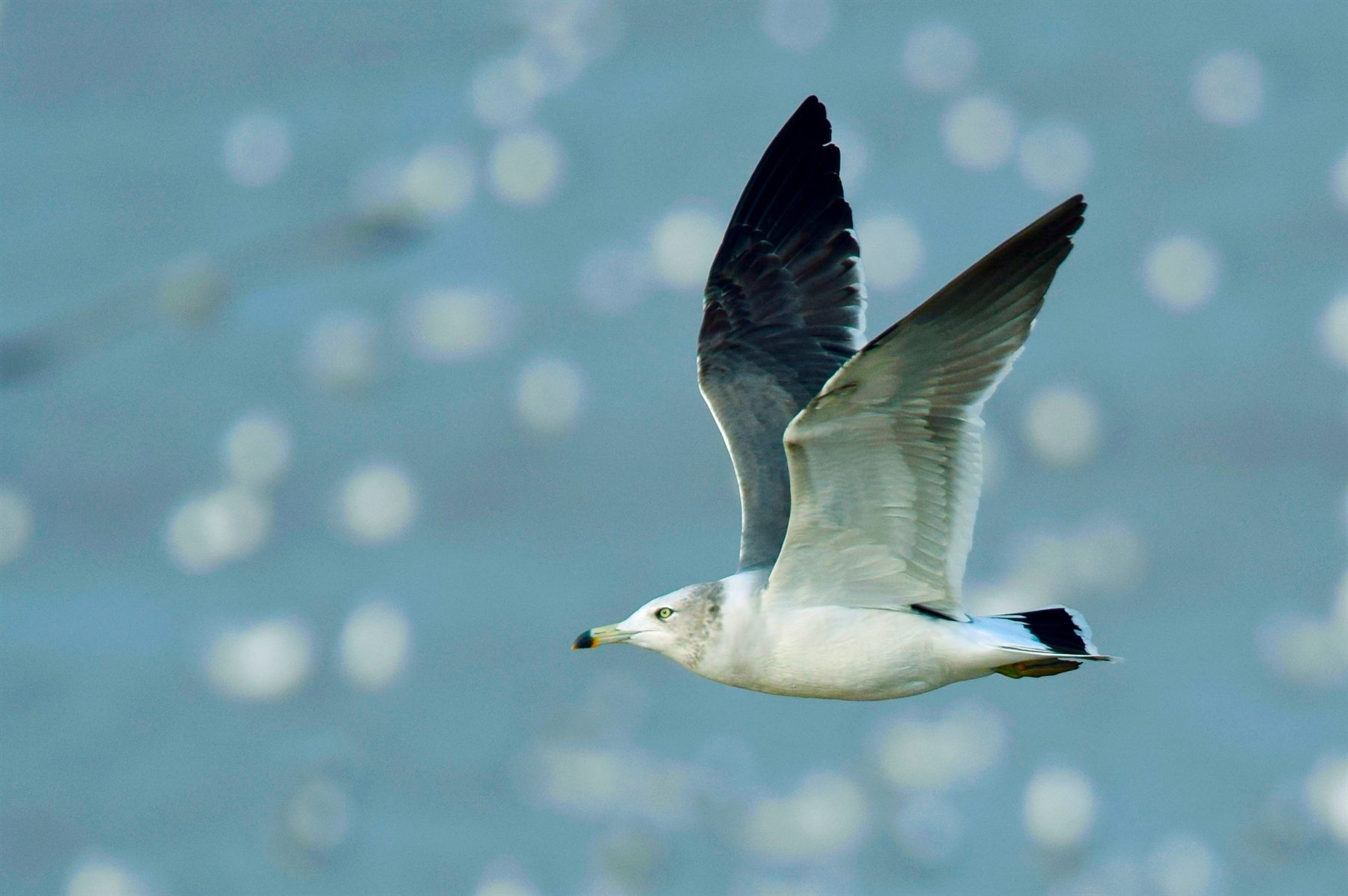 Black-tailed Gull