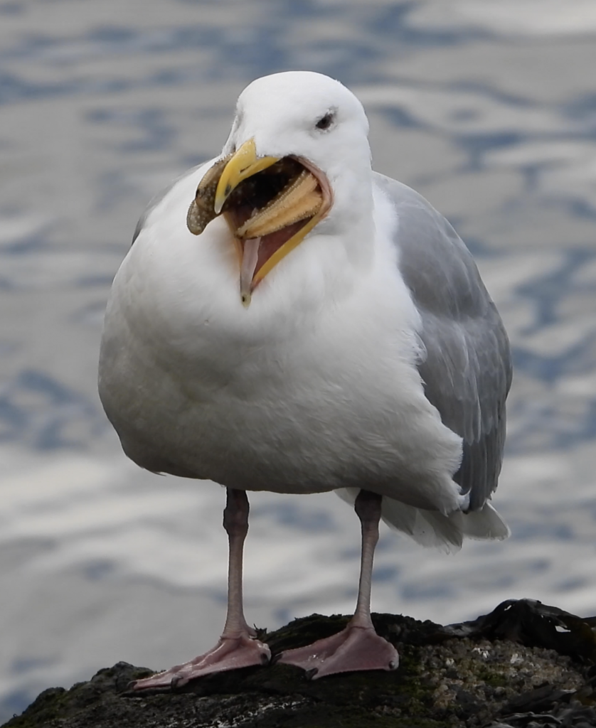 Glaucous-winged Gull