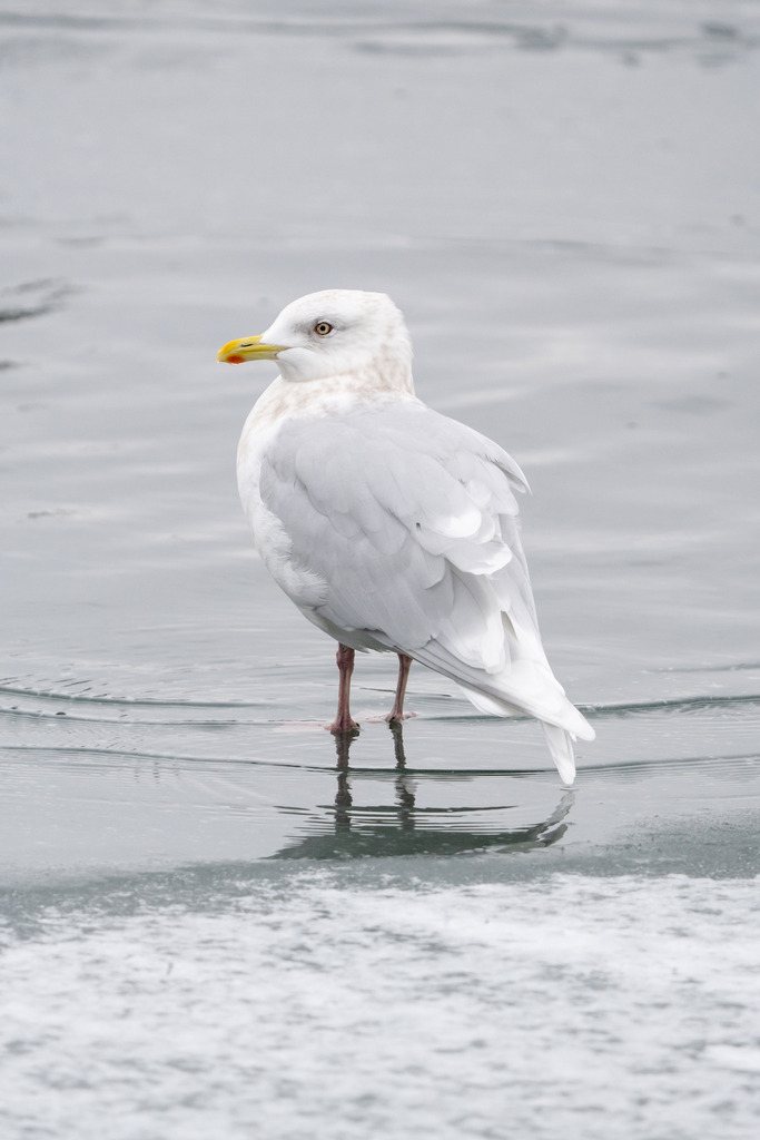 Iceland Gull