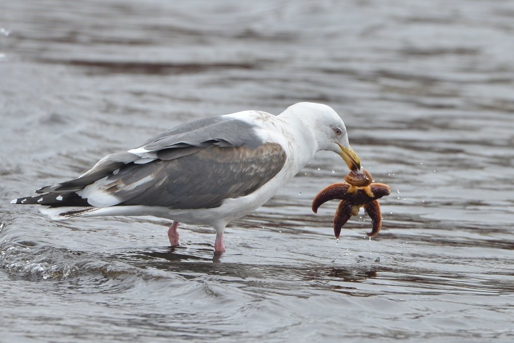 Slaty-backed Gull
