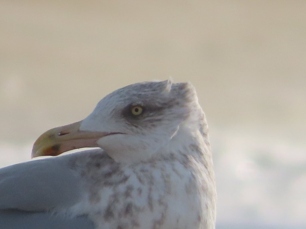 American Herring Gull