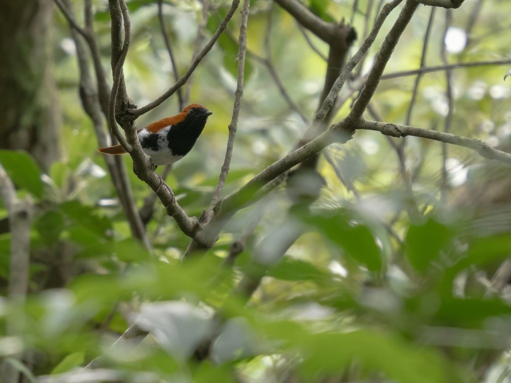 Ryukyu Robin