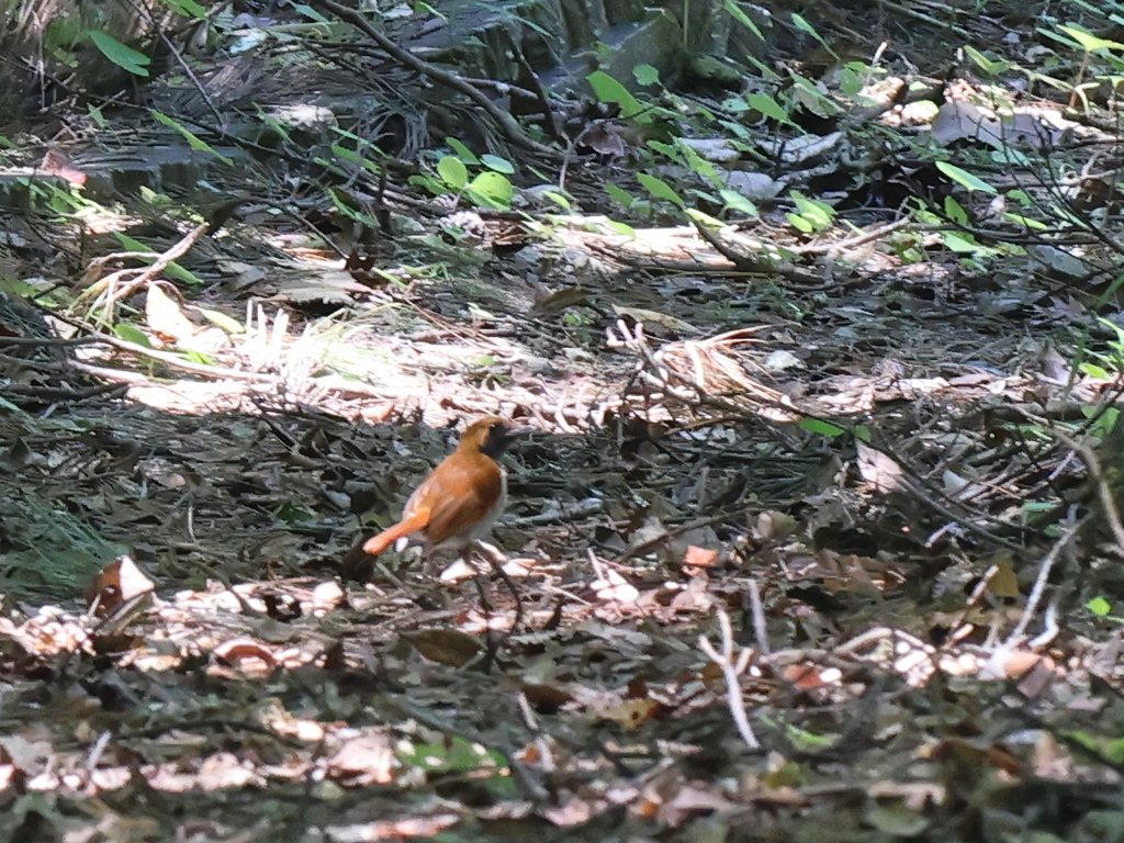 Okinawa Robin