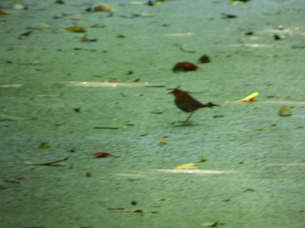 Izu Robin