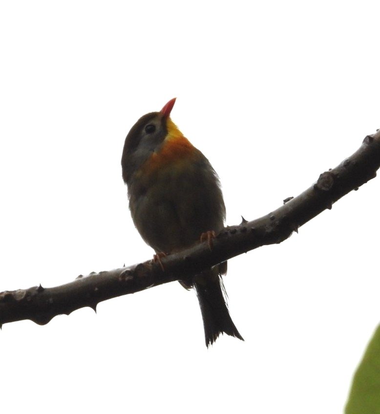 Red-billed Leiothrix