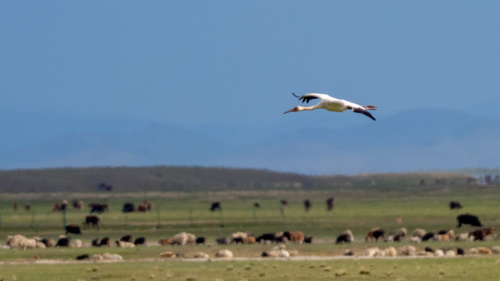 Siberian Crane