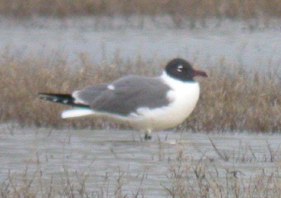 Laughing Gull