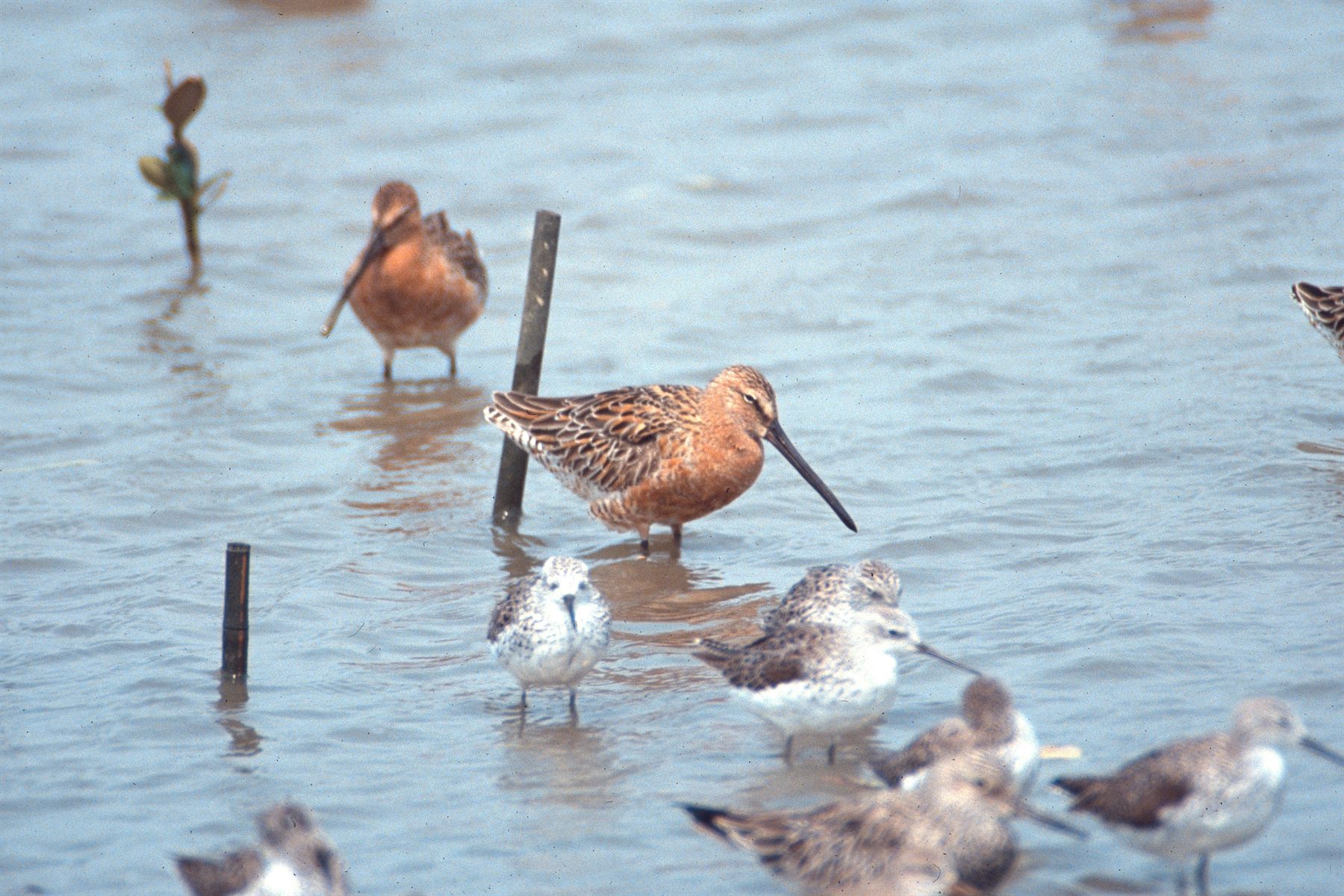 Asian Dowitcher