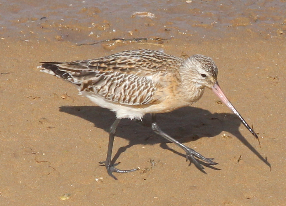 Bar-tailed Godwit