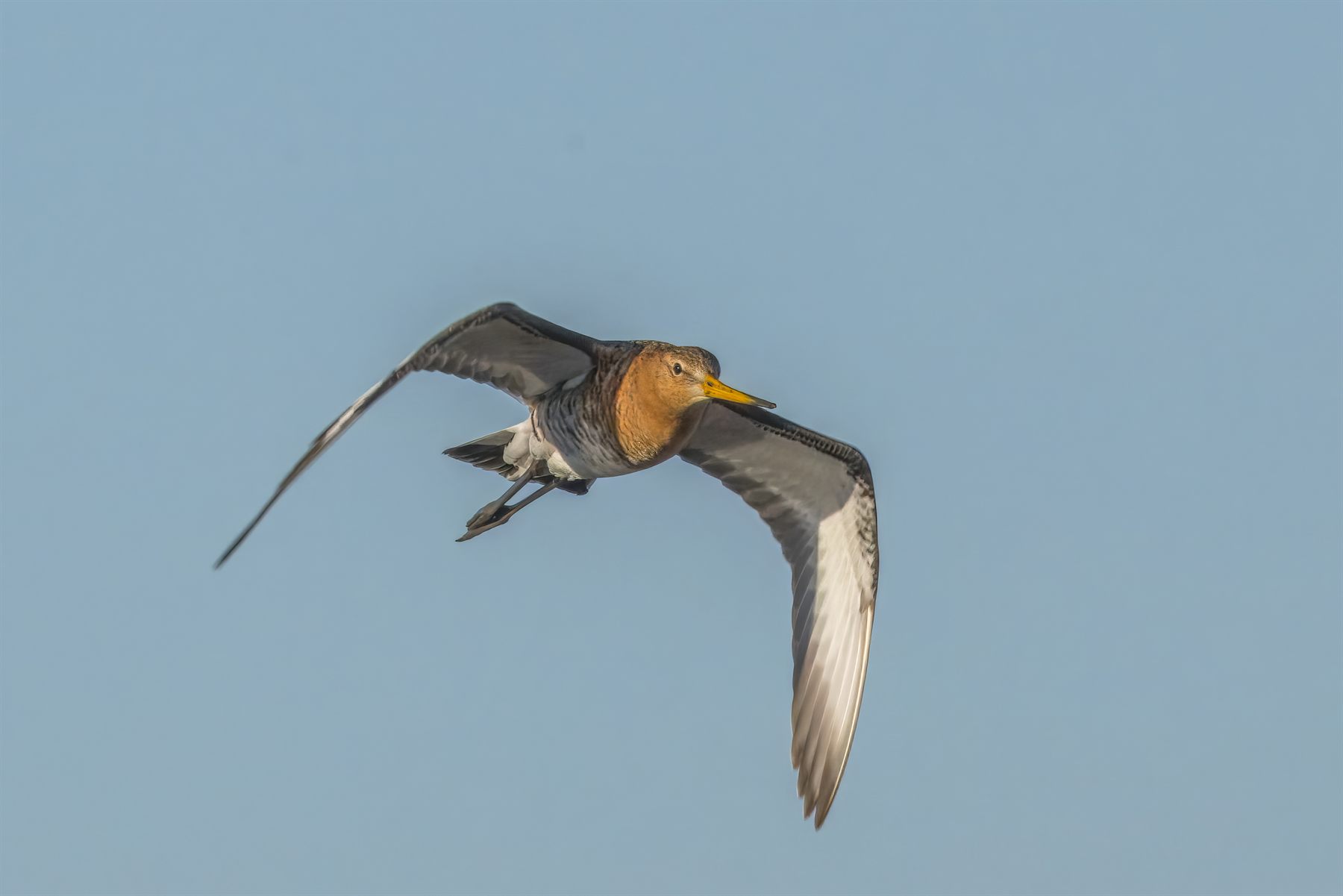 Black-tailed Godwit