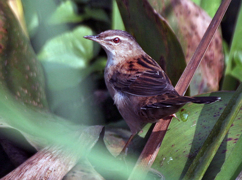 Pallas's Grasshopper Warbler