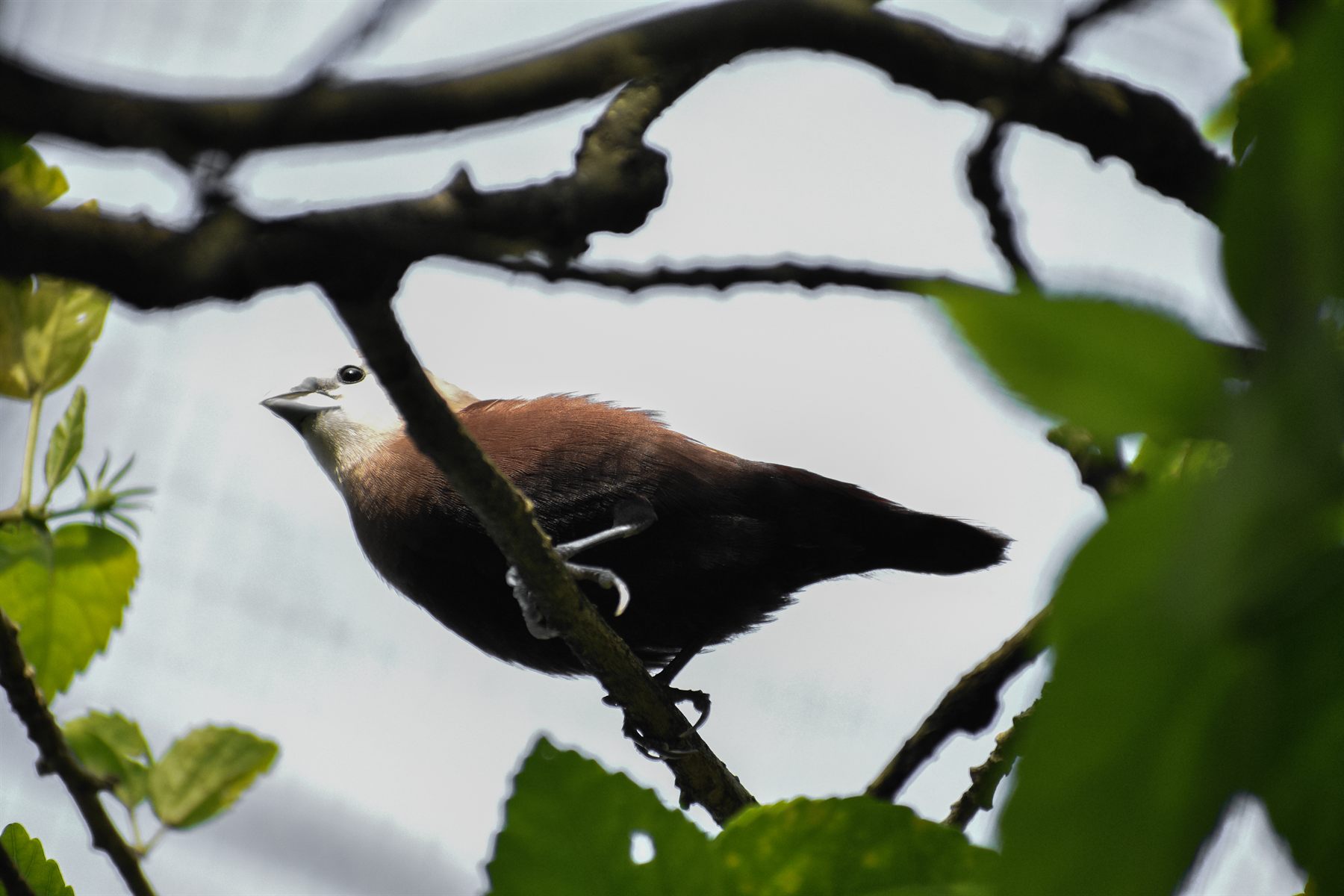 White-headed Munia