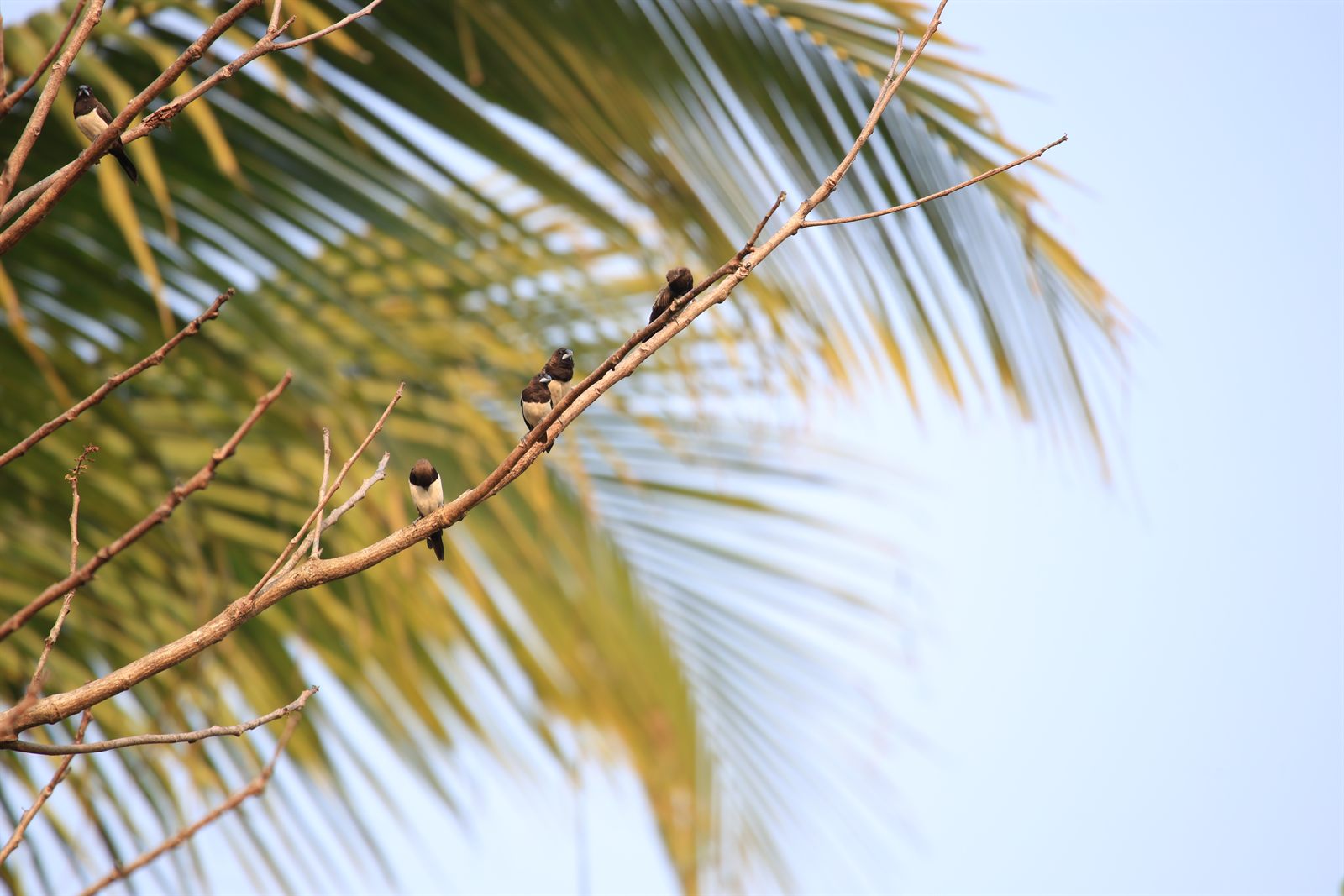 White-rumped Munia