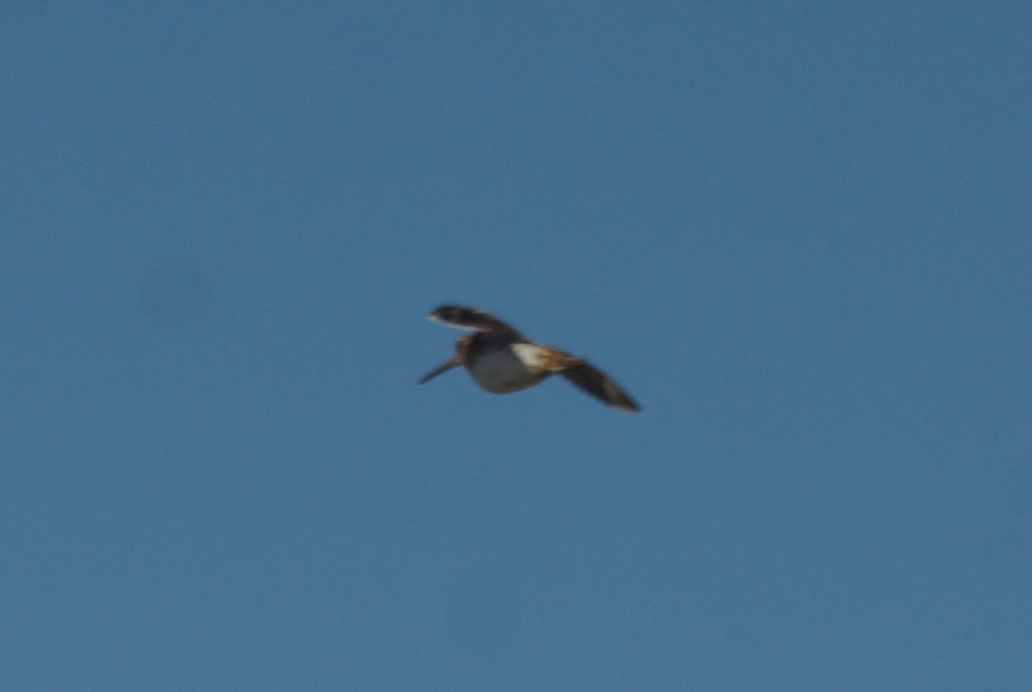 Jack Snipe