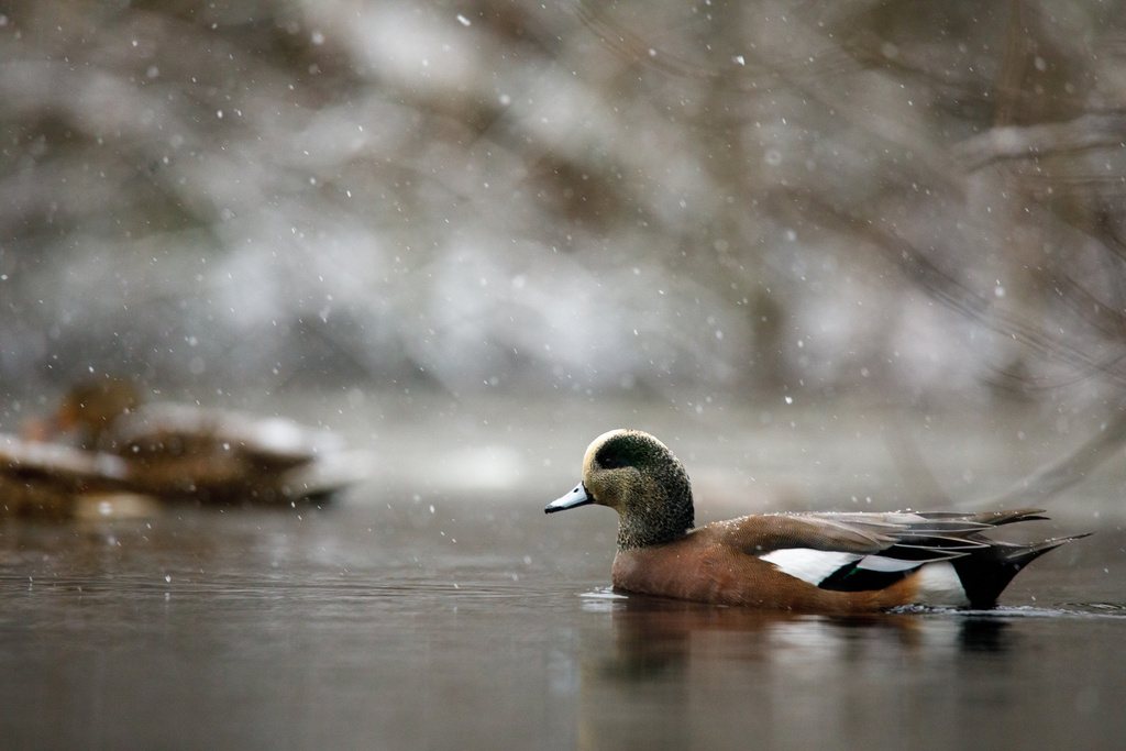 American Wigeon