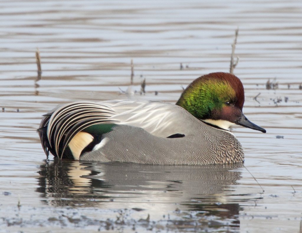 Falcated Duck