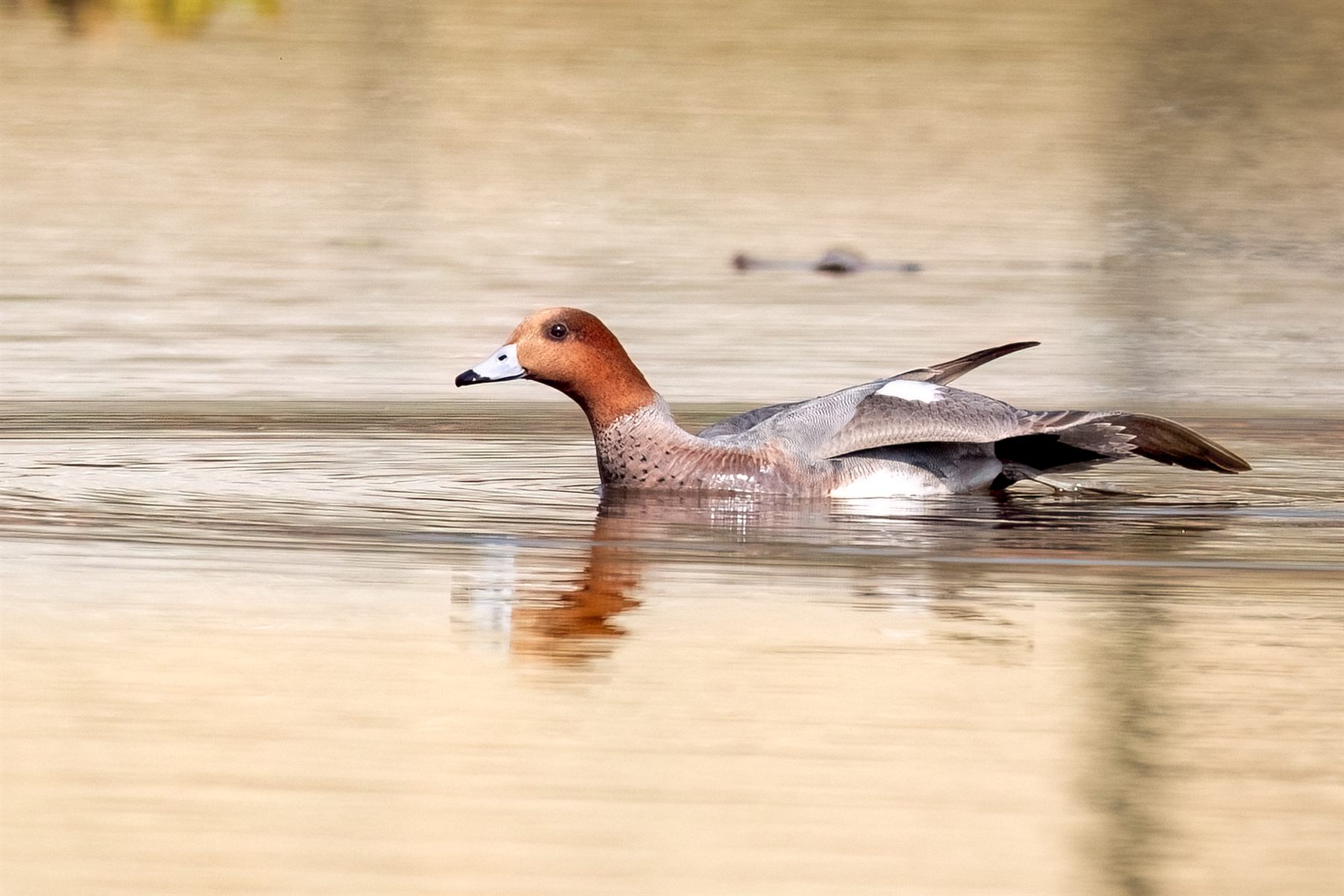 Eurasian Wigeon