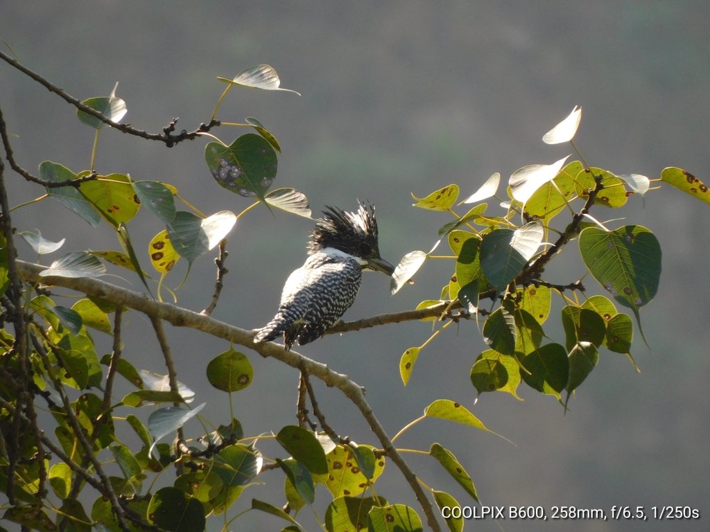 Crested Kingfisher