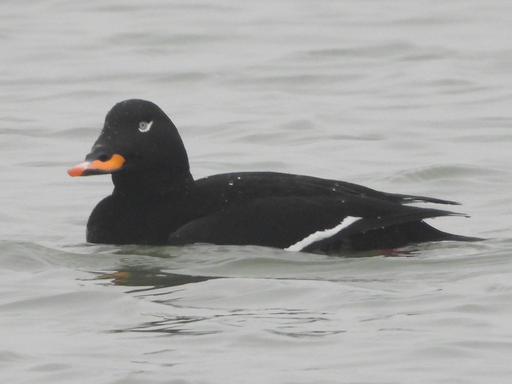 Velvet Scoter