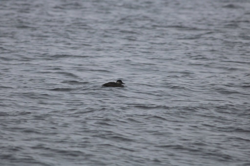 Common Scoter