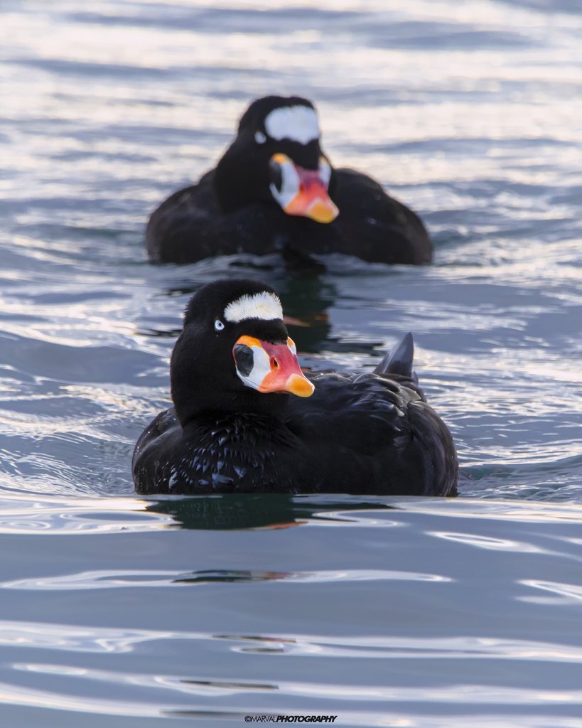 Surf Scoter