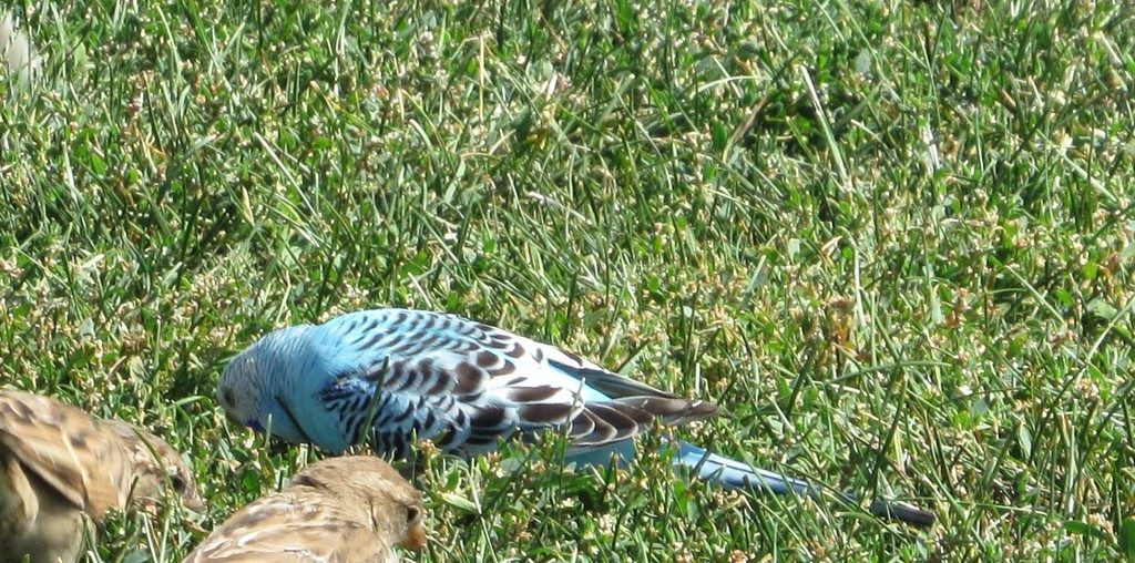 Budgerigar