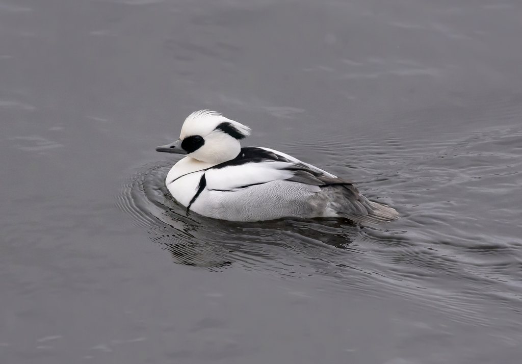 Smew