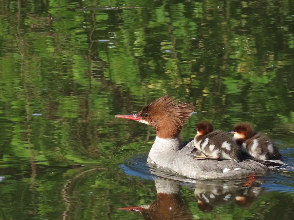 Common Merganser