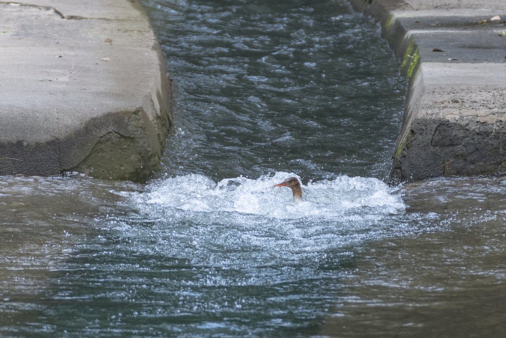 Scaly-sided Merganser