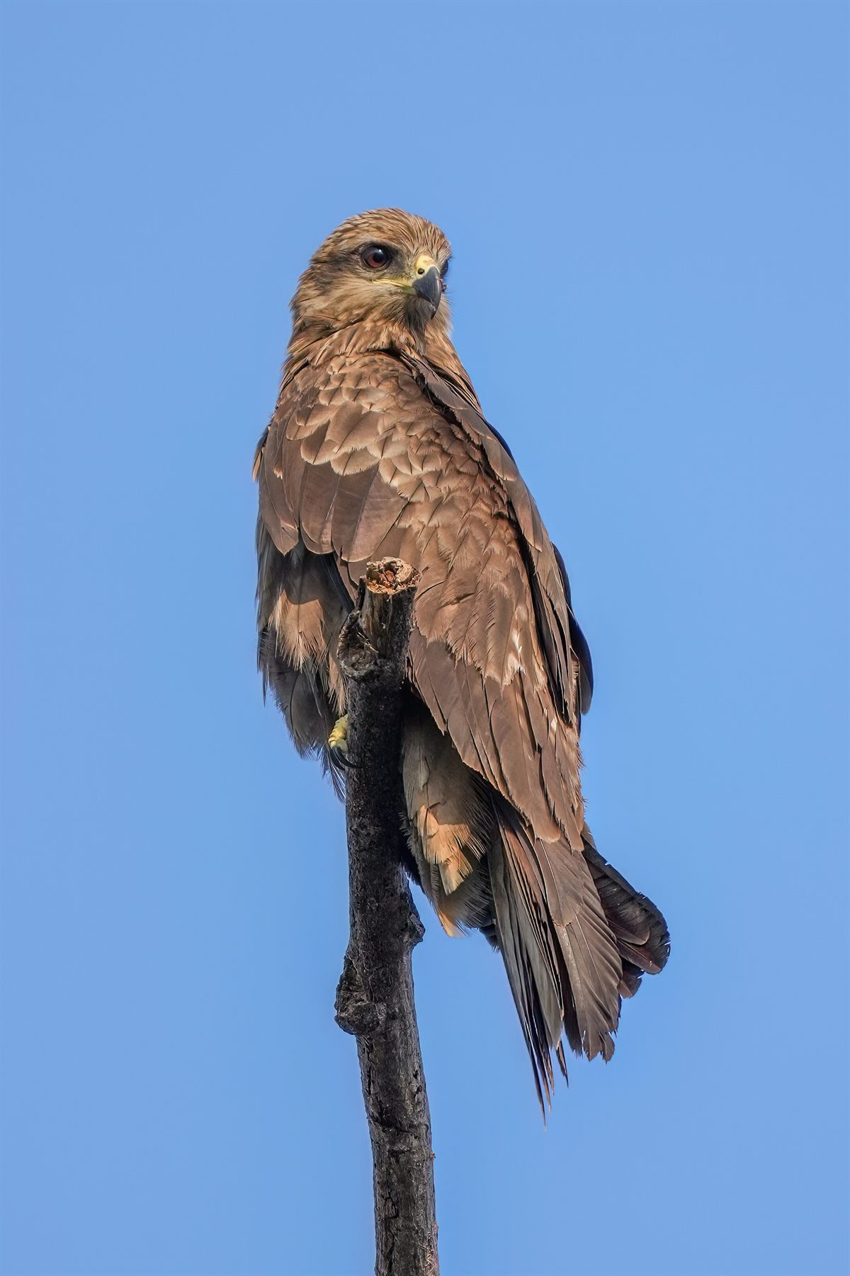 Black Kite