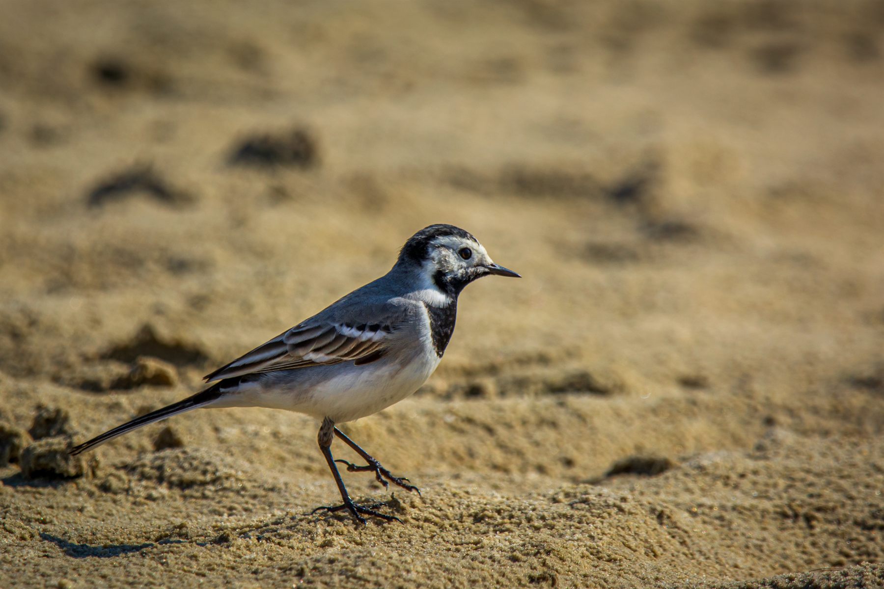 White Wagtail